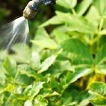 Лучшие инсектициды: рейтинг отравы от колорадского жука
