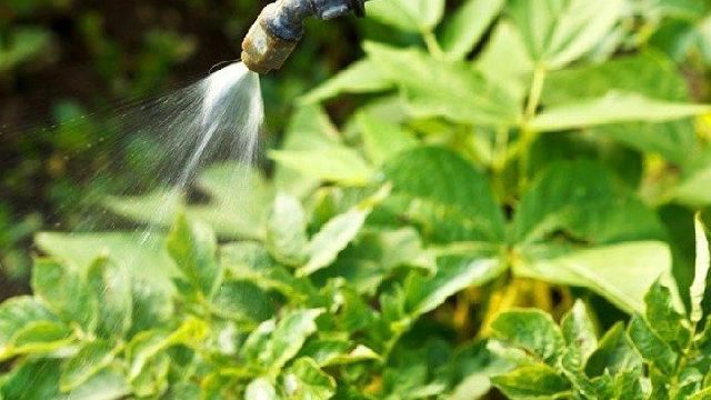 Как выбрать лучший инсектицид от колорадского жука: обзор популярных препаратов, их плюсы и минусы, правила применения