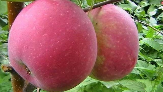 Как посадить яблоню Память Воину и добиться хорошего урожая?