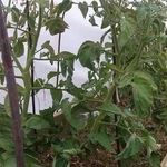 Какие томаты выращивают на Урале