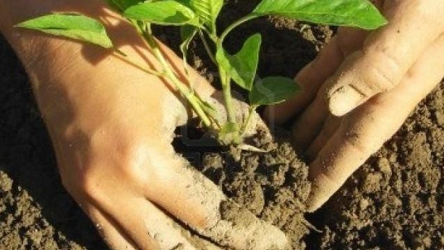 Перец: посадка и уход в открытом грунте, агротехника и технология выращивания