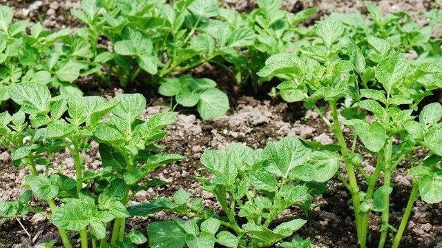 Почему не цветет картофель: описание причин, что делать, будет ли урожай