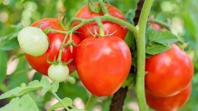 Помидоры "Морозко": описание сорта, рекомендации по выращиванию и уходу за этим томатом Русский фермер