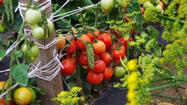 Томат «Дубок» — красивый и вкусный сорт для огорода и домашнего выращивания