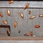 Использование борной кислоты против тараканов