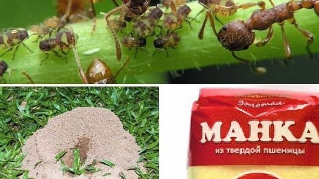 Манка от муравьев — отзывы и инструкция по применению
