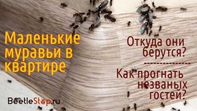 Муравьи убийцы -– самые опасные муравьи в мире