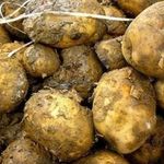 Почему гниет картофель сразу после уборки. Почему гниёт картофель сразу после уборки