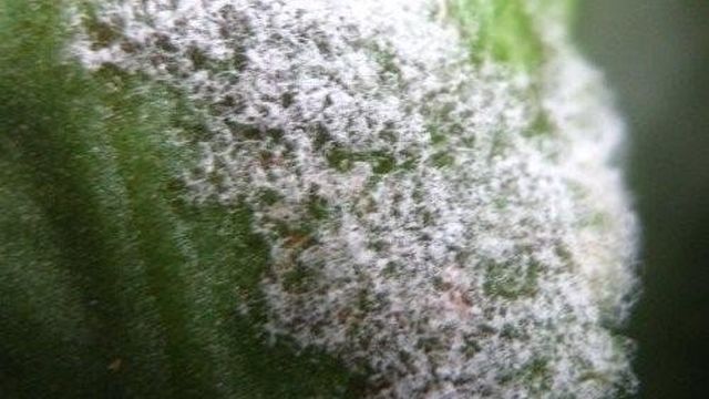Почему на растениях появляется мучнистая роса и как с ней бороться