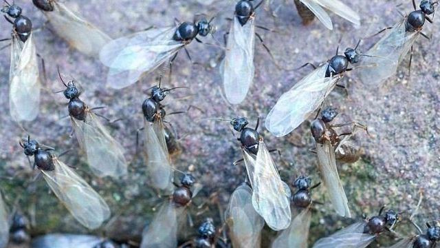 Способы борьбы с летающими муравьями в доме