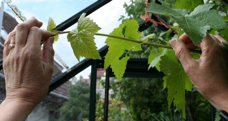 Обрезка винограда на пенек — Дневник садовода semena-zdes