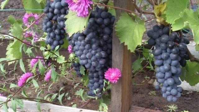 Виноград чарли: описание сорта, фото и отзывы