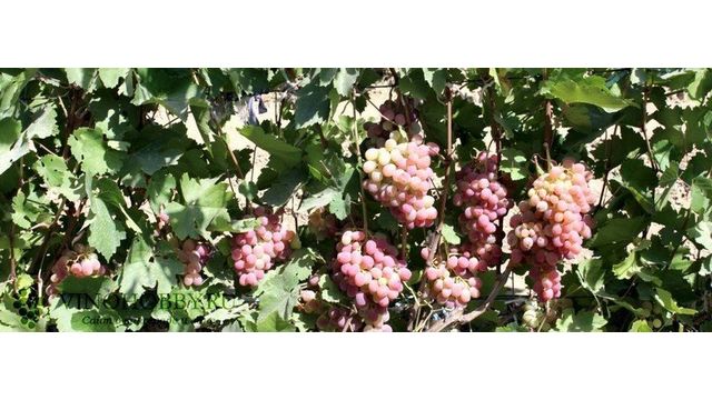 Тайфи Розовый – Сайт о винограде и вине