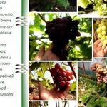 Технология выращивания винограда в теплице