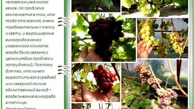 Виноград в теплице: технология выращивания