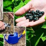 Уход за смородиной: 130 фото правильного выращивания и особенности посадки различных сортов