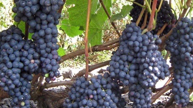Вино из винограда памяти домбковской