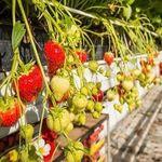 Выращиваем садовую землянику (клубнику) по голландской технологии