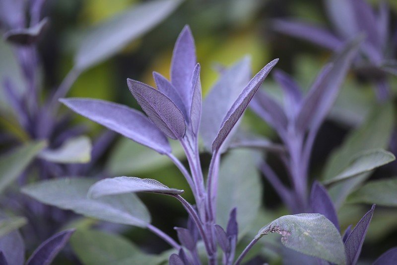 Шалфей с фиолетовыми листьями